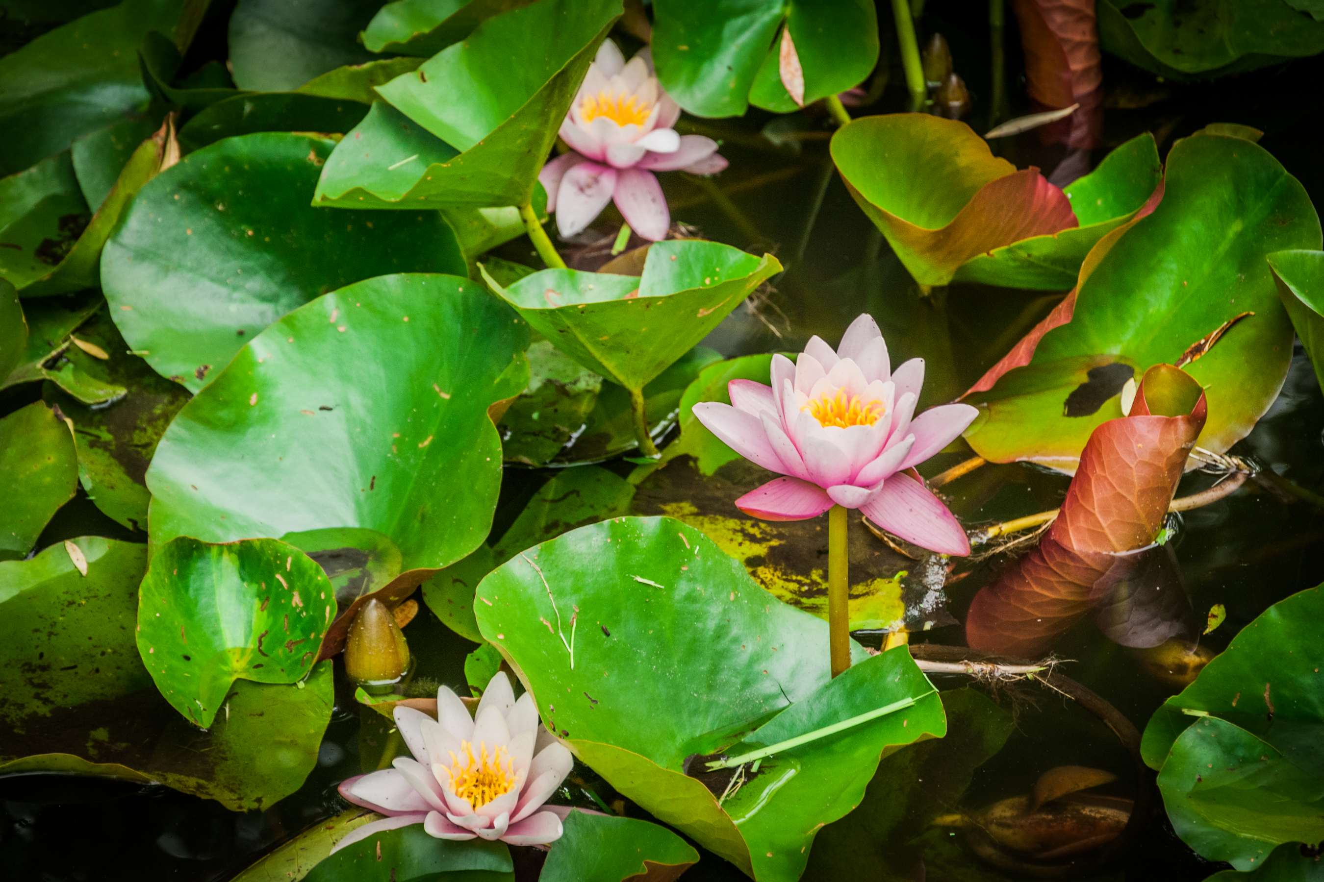 Grzebienie białe (Nymphaea alba) w stawie Amendy