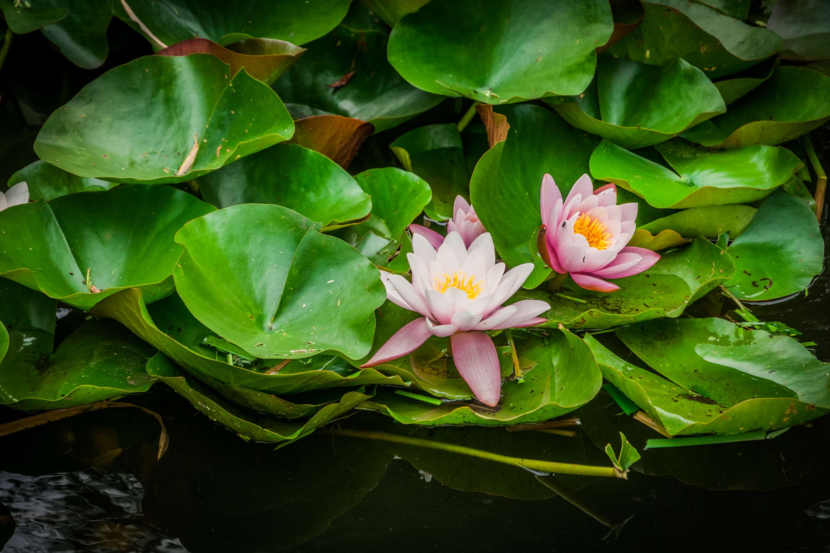 Grzebienie białe (Nymphaea alba) w stawie Amendy