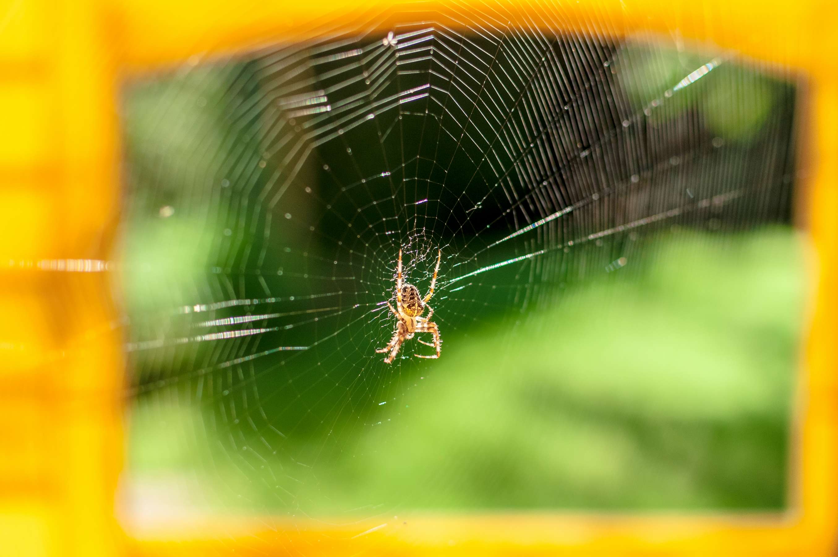 Araneus diadematus - Krzyżak ogrodowy