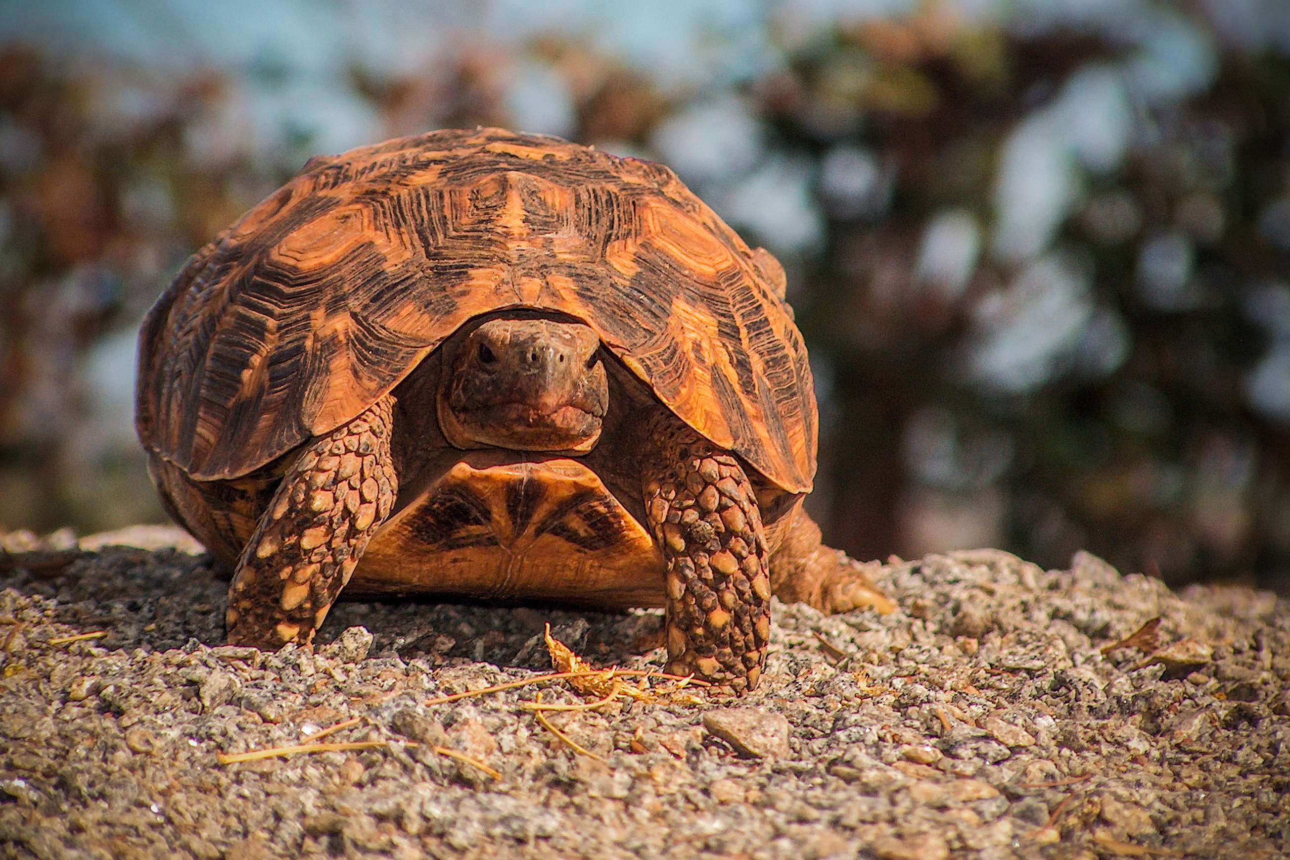 Żółw lądowy w naturalnym środowisku. Tanzania.